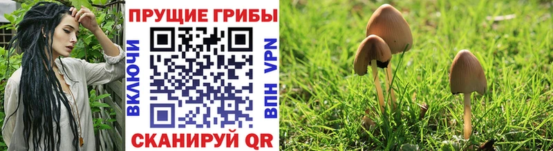 Псилоцибиновые грибы GOLDEN TEACHER  Нестеров 